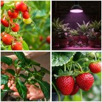 zarowka-do-roslin-led-planty-b-7w-e27-1200k-czarna-kobi-5907178003121-6.jpg