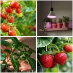 zarowka-do-roslin-led-planty-w-7w-e27-1200k-biala-kobi-design-5907178003114-6.jpg