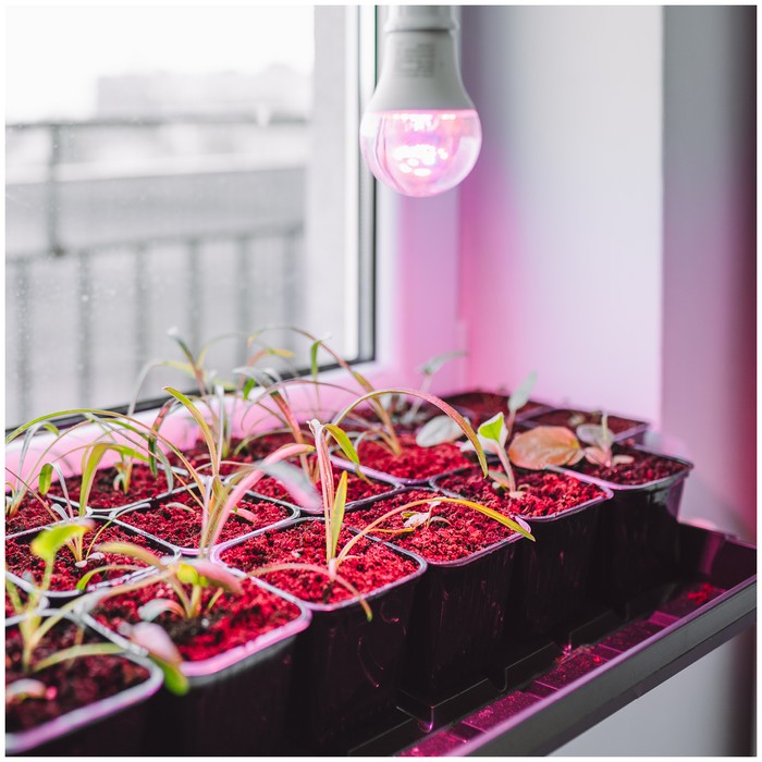 zarowka-do-roslin-led-planty-gs-11w-e27-1200k-kobi-design-5907178003152-3.jpg