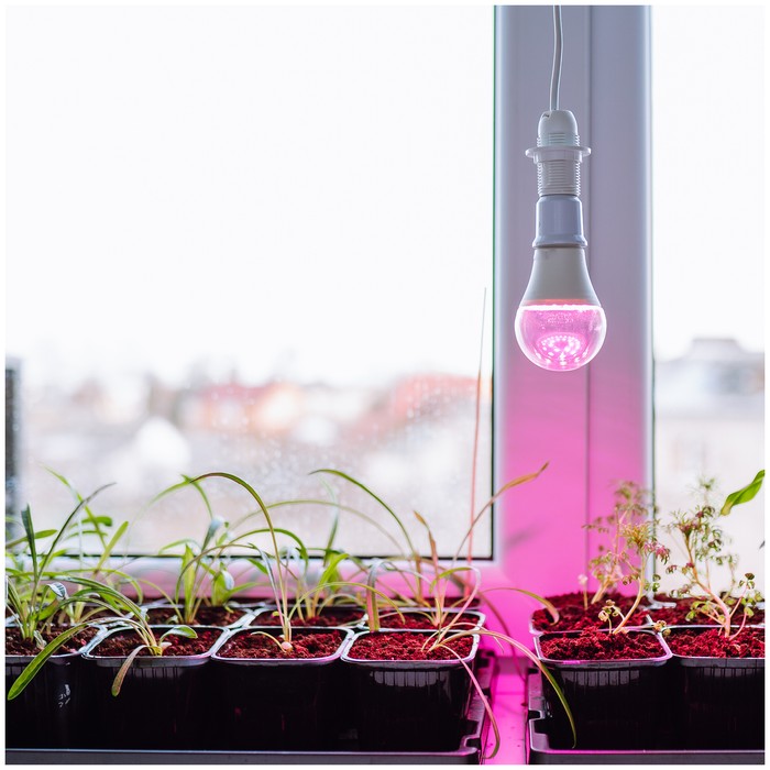 zarowka-do-roslin-led-planty-gs-11w-e27-1200k-kobi-design-5907178003152-2.jpg